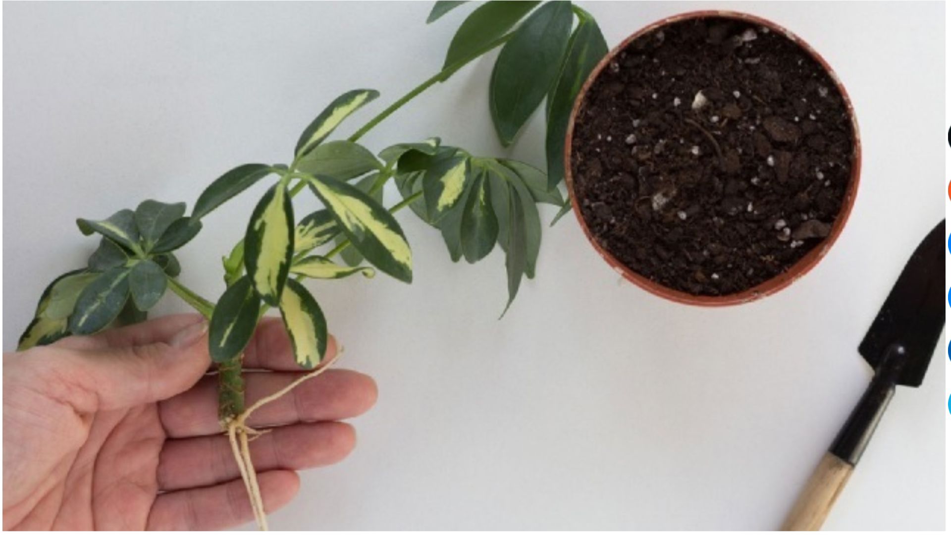 Cách Trồng Cây Ngũ Gia Bì